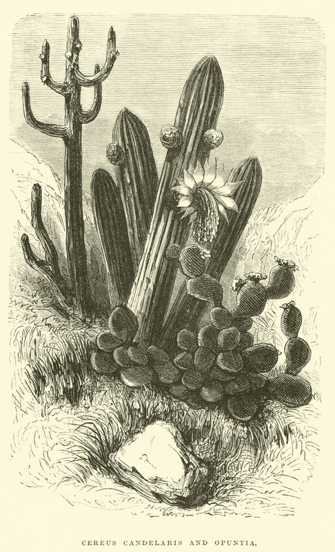 Cereus Cadelaris and Opuntia by Edouard Riou