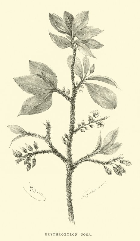 Erythroxylon coca by Edouard Riou