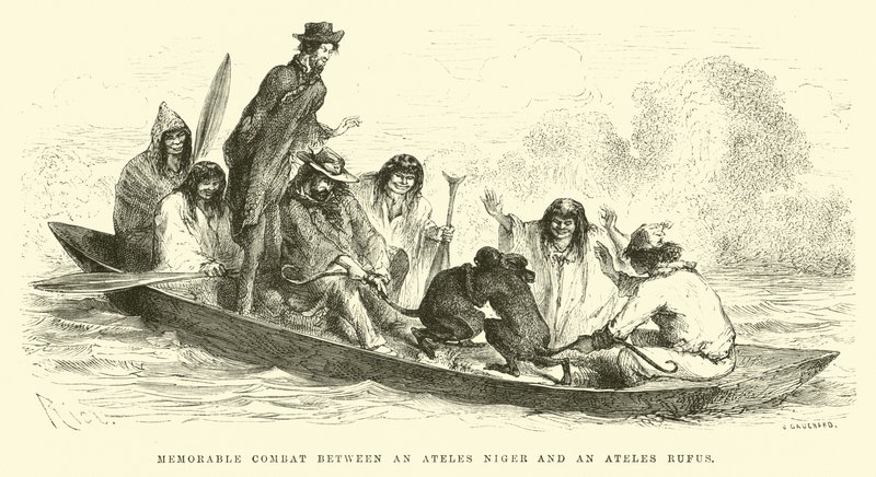 Memorable Combat Between an Ateles Niger and an Ateles Rufus by Edouard Riou