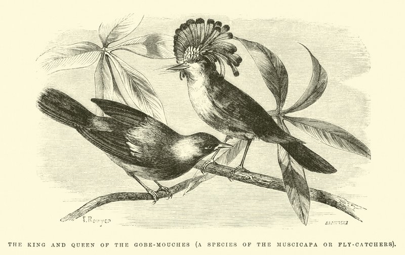 The King and Queen of the Gobe-mouches by Edouard Riou