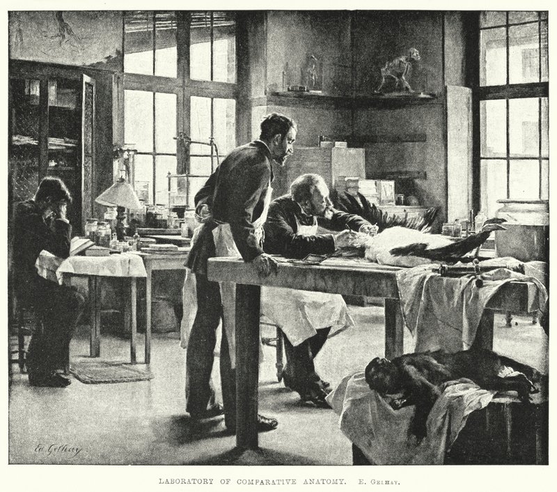 Laboratory of comparative anatomy by Edouard Gelhay