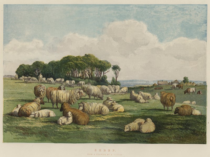 Sheep by Edward Duncan