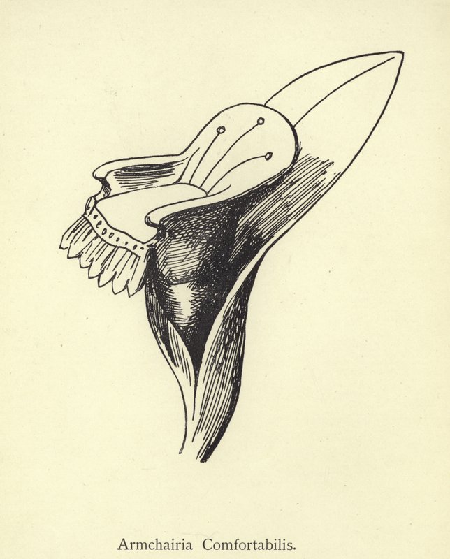 Armchairia Comfortabilis by Edward Lear