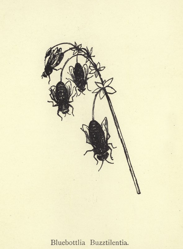 Bluebottlia Buzztilentia by Edward Lear