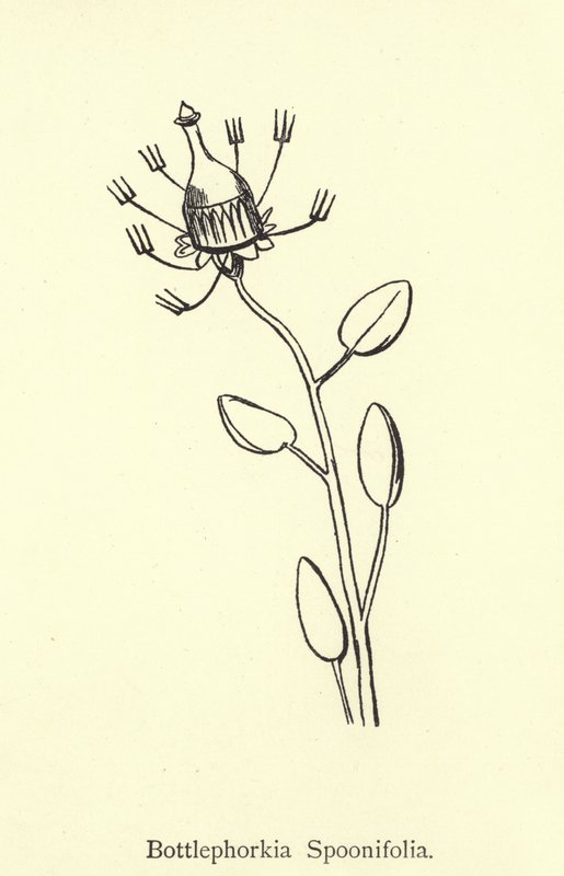 Bottlephorkia Spoonifolia by Edward Lear