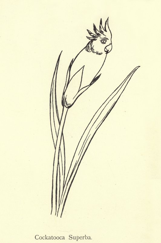 Cockatooca Superba by Edward Lear
