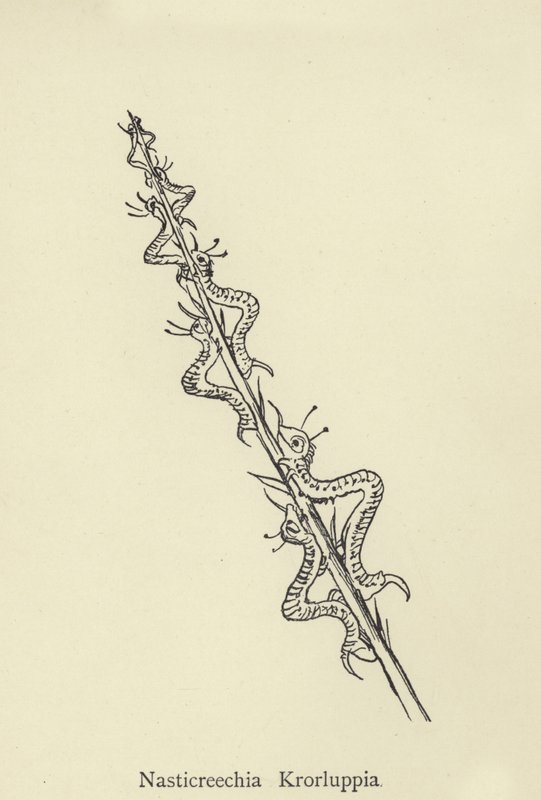 Nasticreechia Krorluppia by Edward Lear