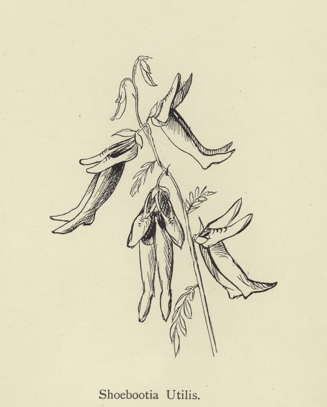 Shoebootia Utilis by Edward Lear