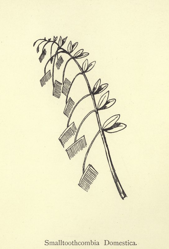 Smalltoothcombia Domestica by Edward Lear