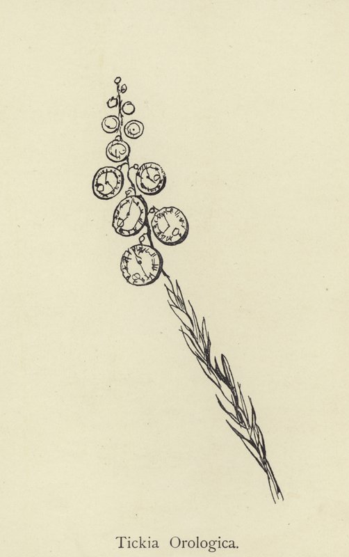 Tickia Orologica by Edward Lear