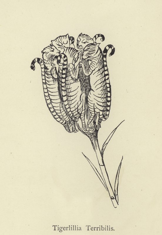 Tigerlillia Terribilis by Edward Lear