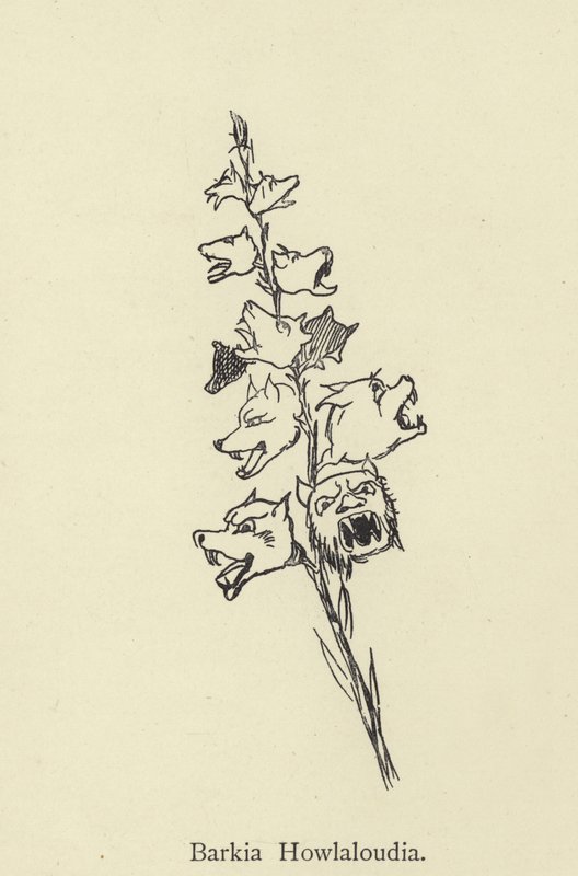 Barkia Howlaloudia by Edward Lear