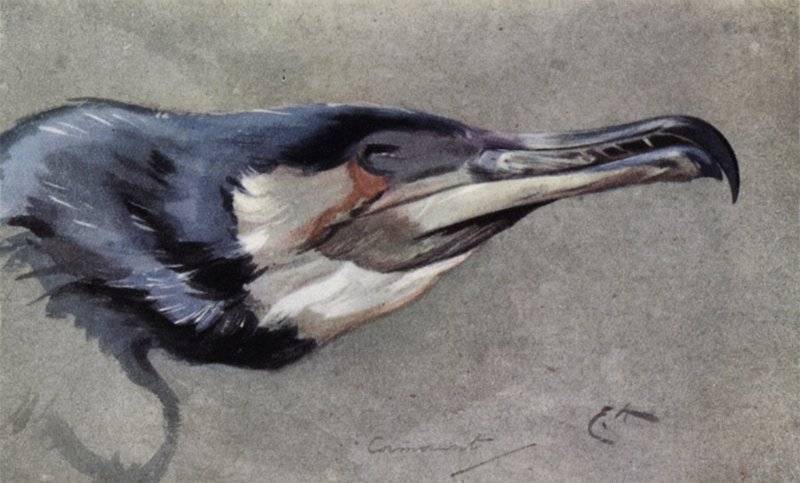 Cormorant by Edwin John Alexander