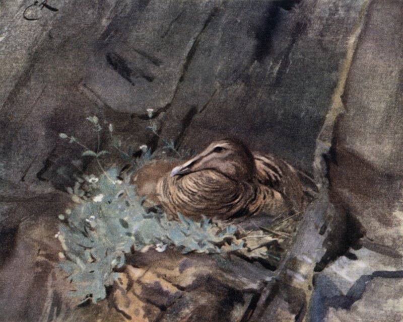 Eider Duck on Nest by Edwin John Alexander