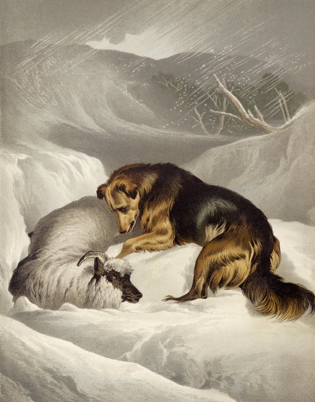 Sheep Rescue by Edwin after Landseer