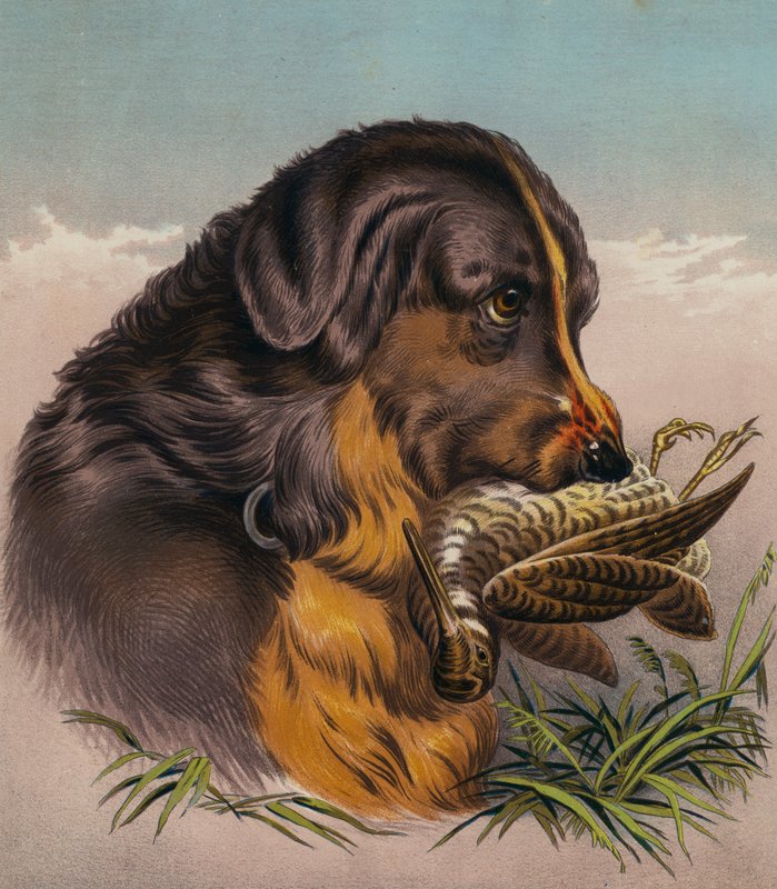 The Retriever by Edwin (after) Landseer