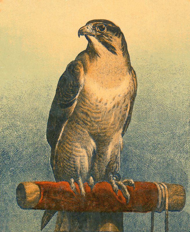 Falcon by Edwin Landseer