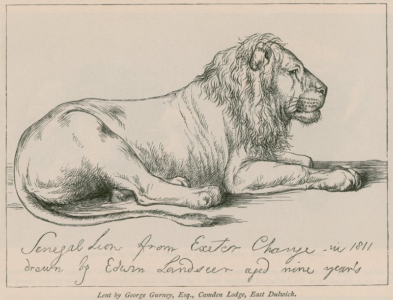 Senegal Lion from Exeter Change by Edwin Landseer