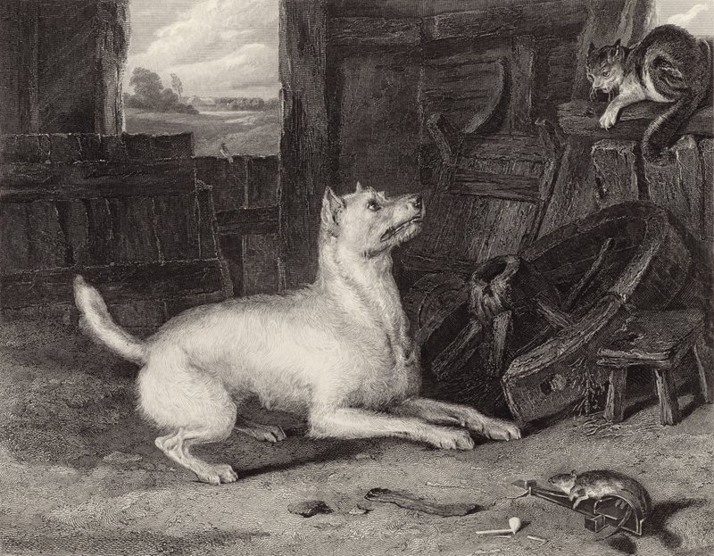 The Intruder by Edwin Landseer