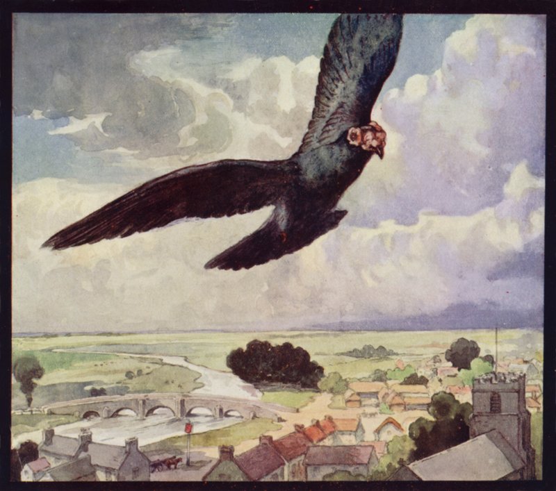 A Carrier-Pigeon on the Wing by Edwin Noble