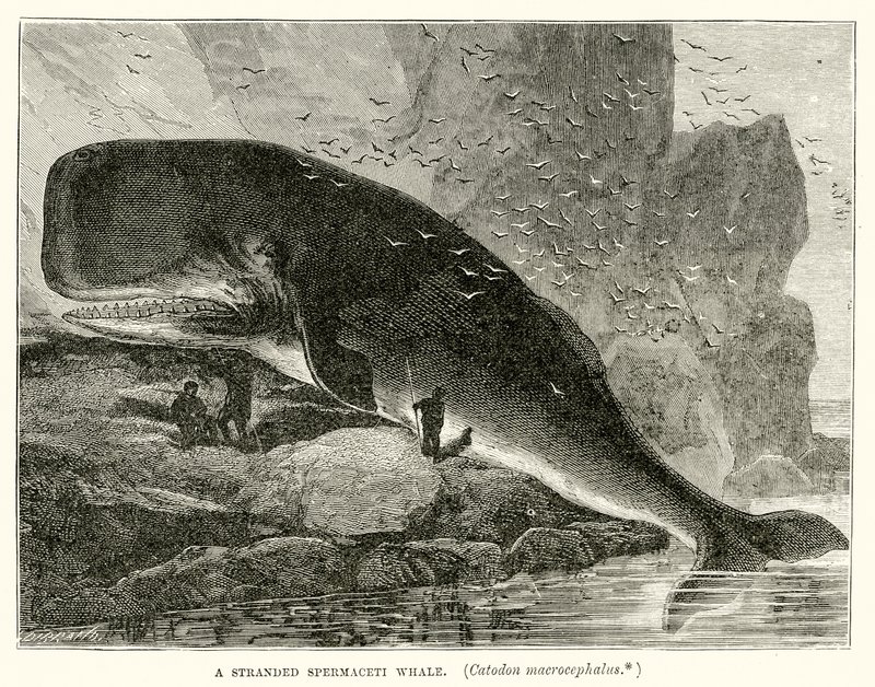 A Stranded Spermaceti Whale (Catodon Macrocephalus) by English School