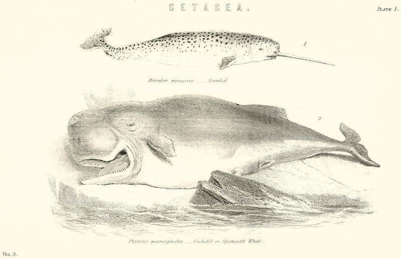 Cetacea by English School