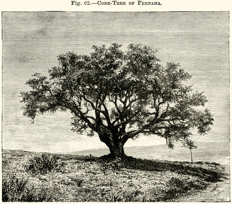 Cork-Tree of Fernana by English School