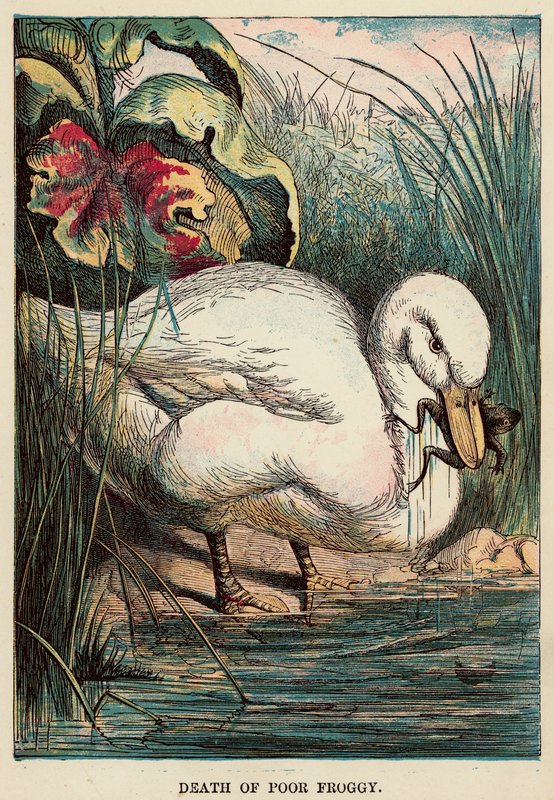 Death of Poor Froggy by English School