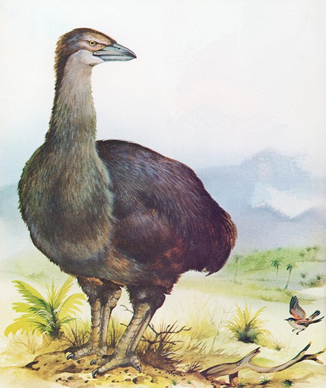 Elephant Bird of Madagascar by English School