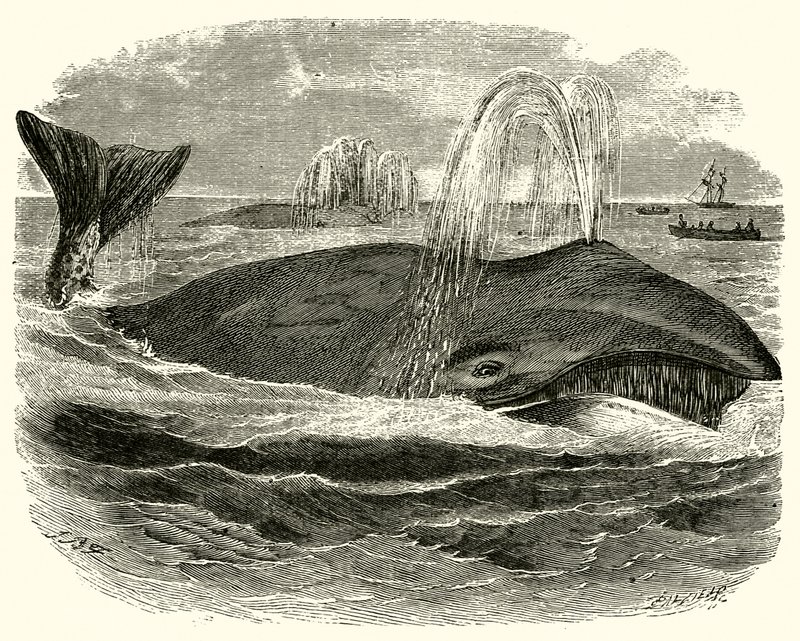 Greenland Whale by English School