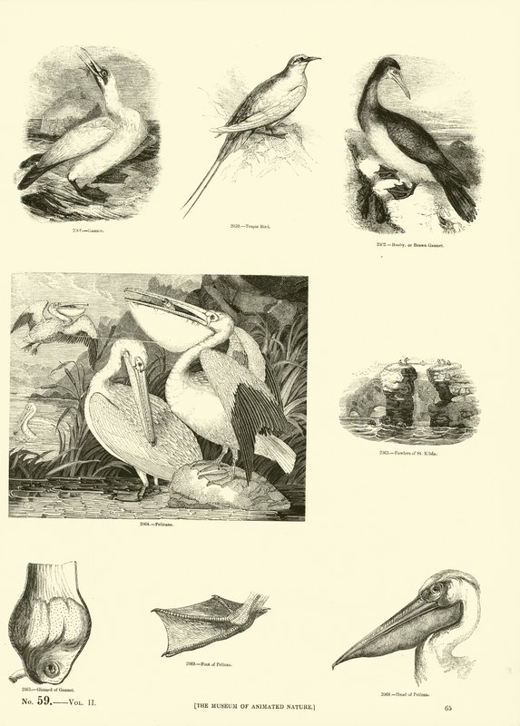 Page from The Pictorial Museum of Animated Nature by English School