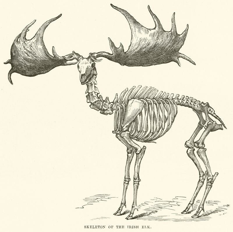 Skeleton of the Irish Elk by English School