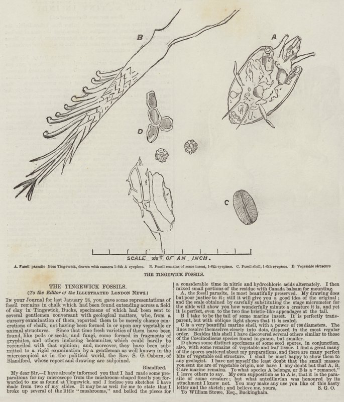 The Tingewick Fossils by English School