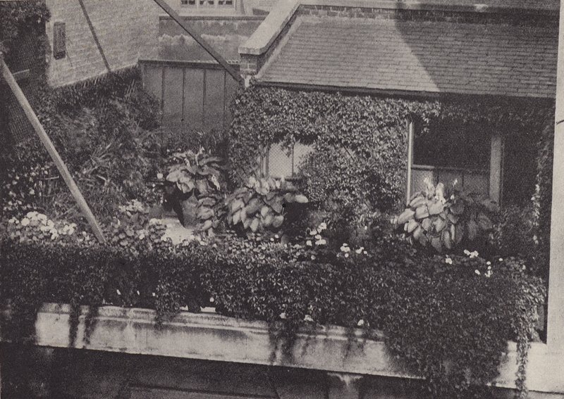 A Roof Garden by English Photographer