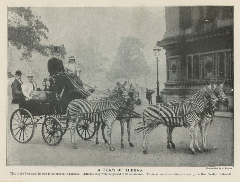 A Team of Zebras by English Photographer