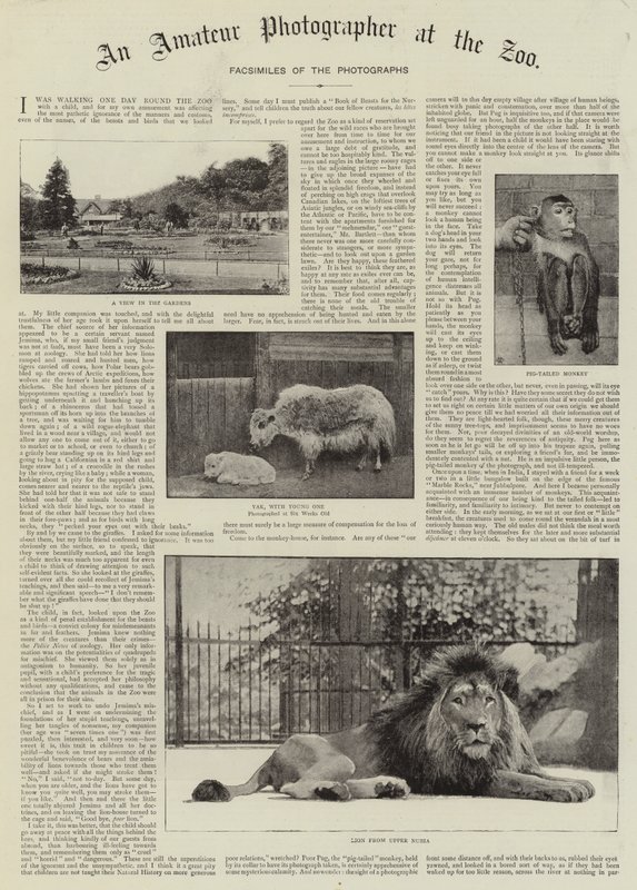 An Amateur Photographer at the Zoo by English Photographer