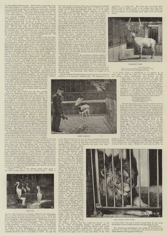 An Amateur Photographer at the Zoo by English Photographer