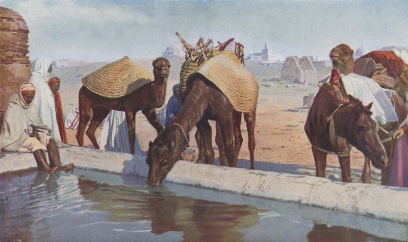 Arab Cameleers by English Photographer