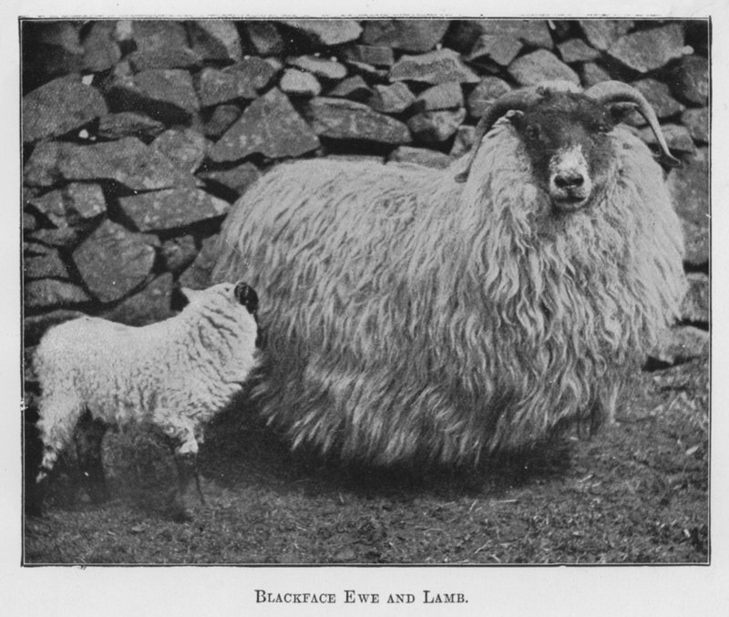 Blackface Ewe and Lamb by English Photographer