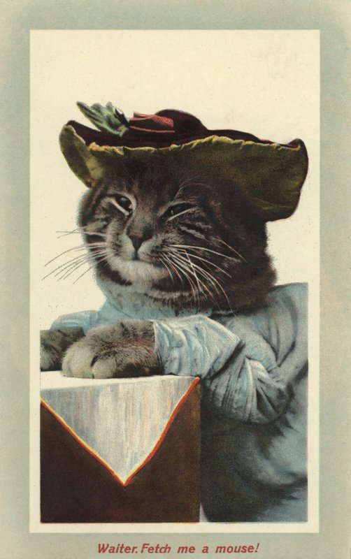 Cat wearing a hat by English Photographer