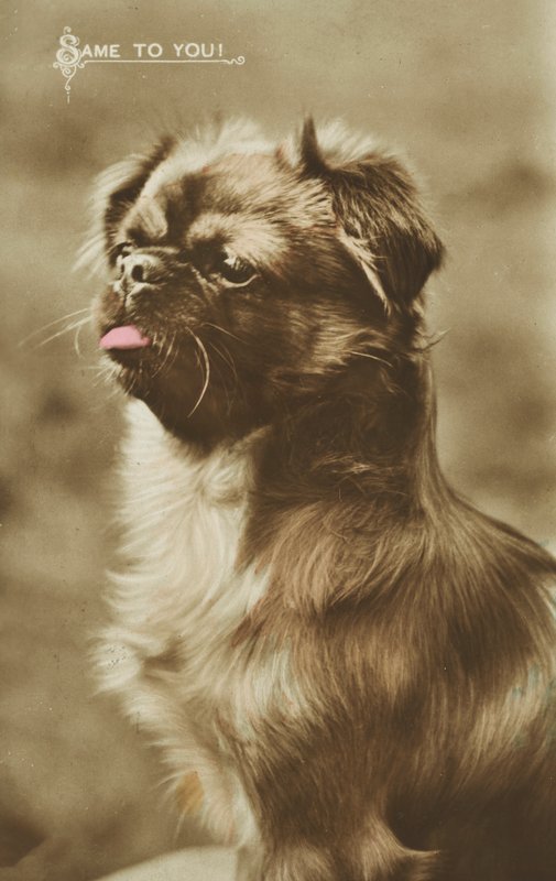 Dog Sticking Its Tongue Out by English Photographer