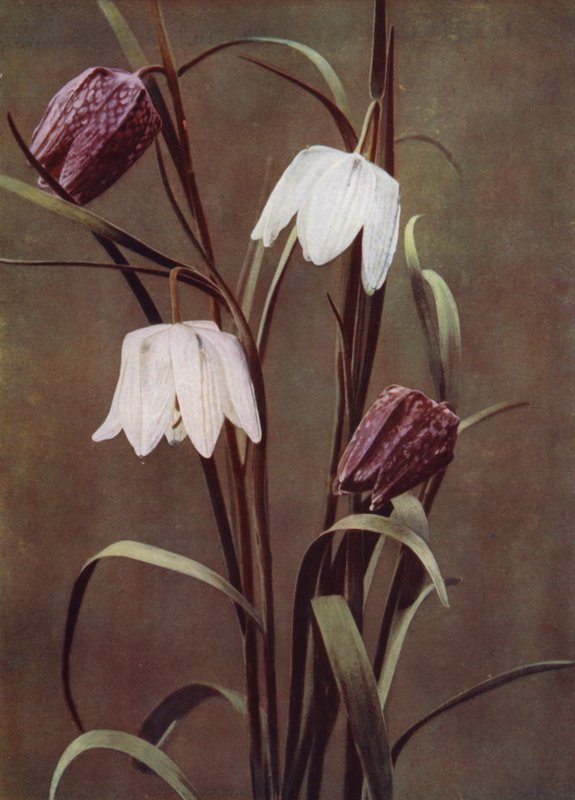 Fritillaries by English Photographer