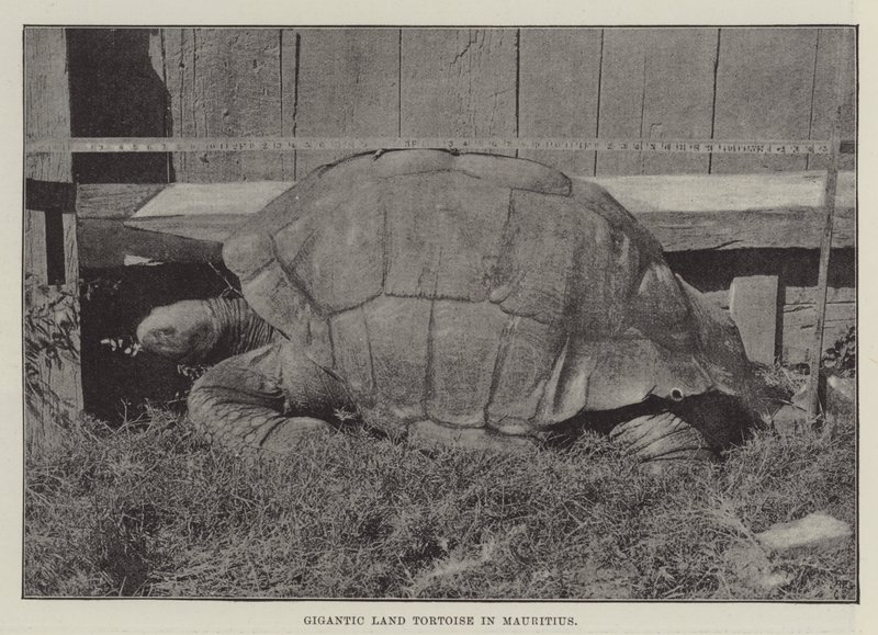Gigantic Land Tortoise in Mauritius by English Photographer