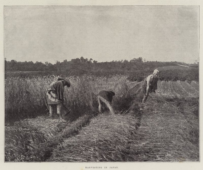 Harvesting in Japan by English Photographer