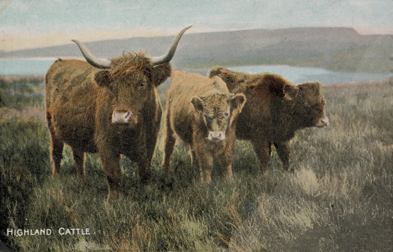 Highland Cattle by English Photographer