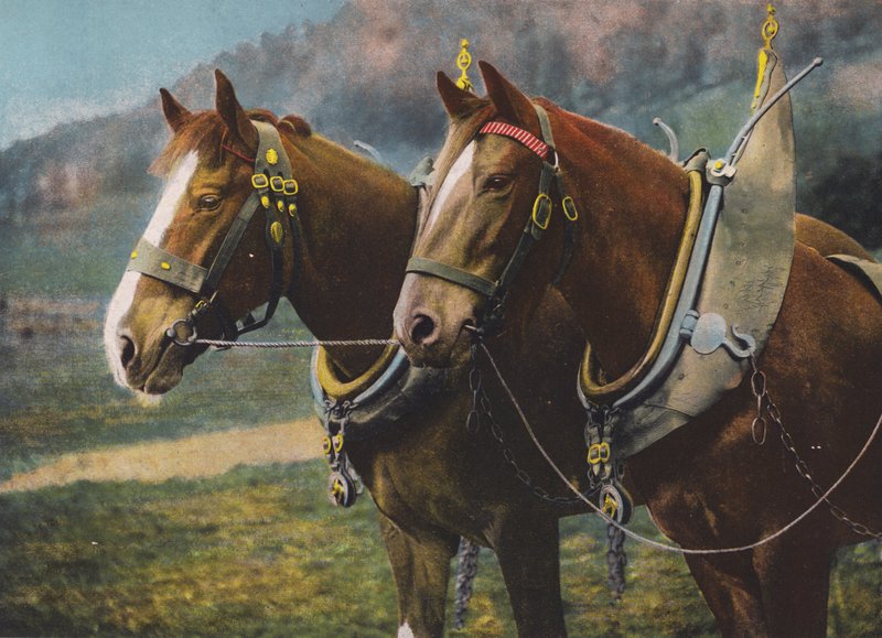 Pair of Draught Horses by English Photographer