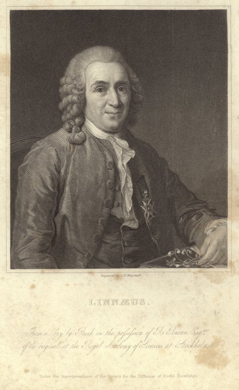 Portrait of Carl Linnaeus by English Photographer