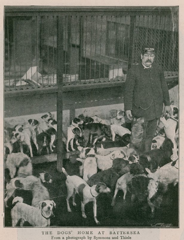 The Dogs Home at Battersea by English Photographer