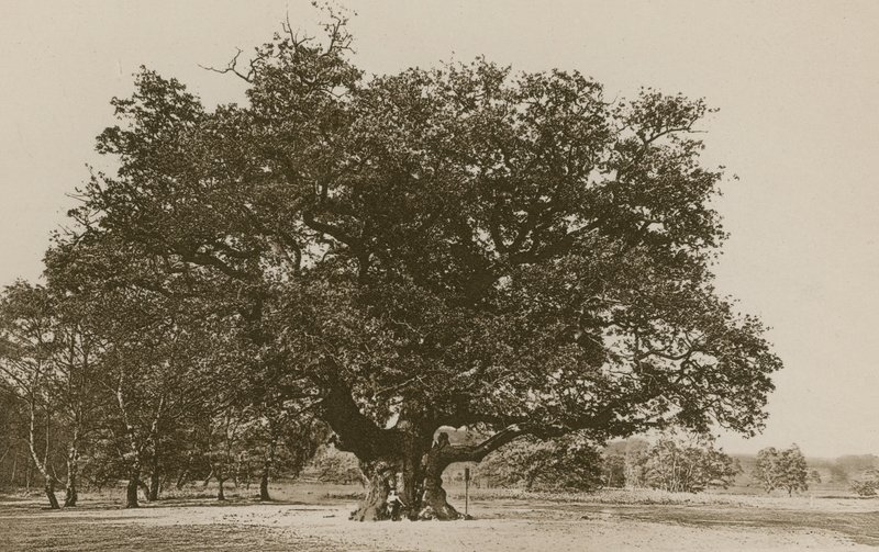 The Major Oak, Sherwood Forest by English Photographer