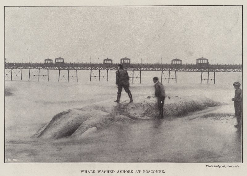 Whale Washed Ashore at Boscombe by English Photographer